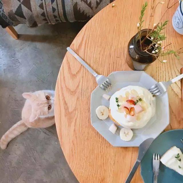 长沙猫咪咖啡馆_长沙猫咖啡店推荐_长沙最好的猫咖店