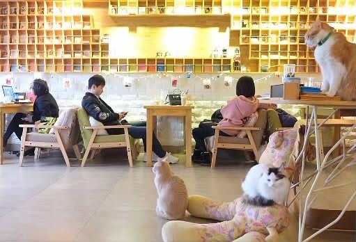 长沙最好的猫咖店_长沙猫咪咖啡馆_长沙猫咖啡店推荐
